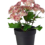 Table Flower Pot Decor Piece